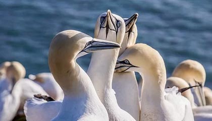 ng体育app-山东高速男篮惜败 小球迷嚎啕大哭 球迷评论区安慰 还收到网友寄来的惊喜礼物……