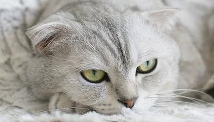 ng体育官网-西班牙队大名单：布斯克茨、莫拉塔在列，拉莫斯落选